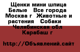 Щенки мини шпица Белые - Все города, Москва г. Животные и растения » Собаки   . Челябинская обл.,Карабаш г.